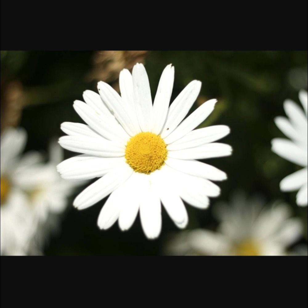 Meet your Posher, Tehya